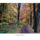 Herbstwald im Benther Berg