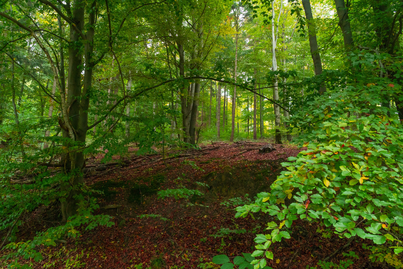 Herbstwald im Elm