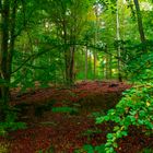 Herbstwald im Elm