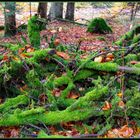 Herbstwald im Elsass