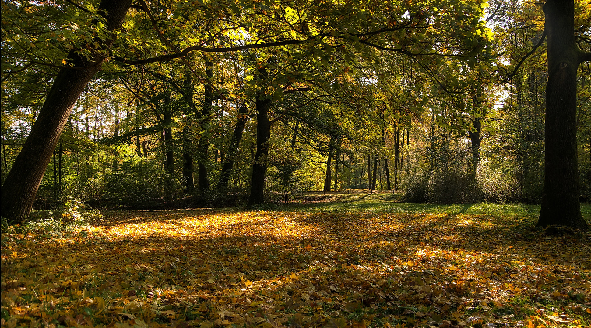 Herbstwald im Englischen Garten