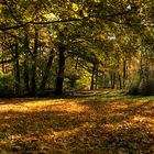 Herbstwald im Englischen Garten