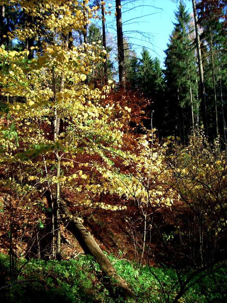 Herbstwald im Erzgebirge