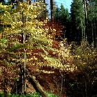 Herbstwald im Erzgebirge