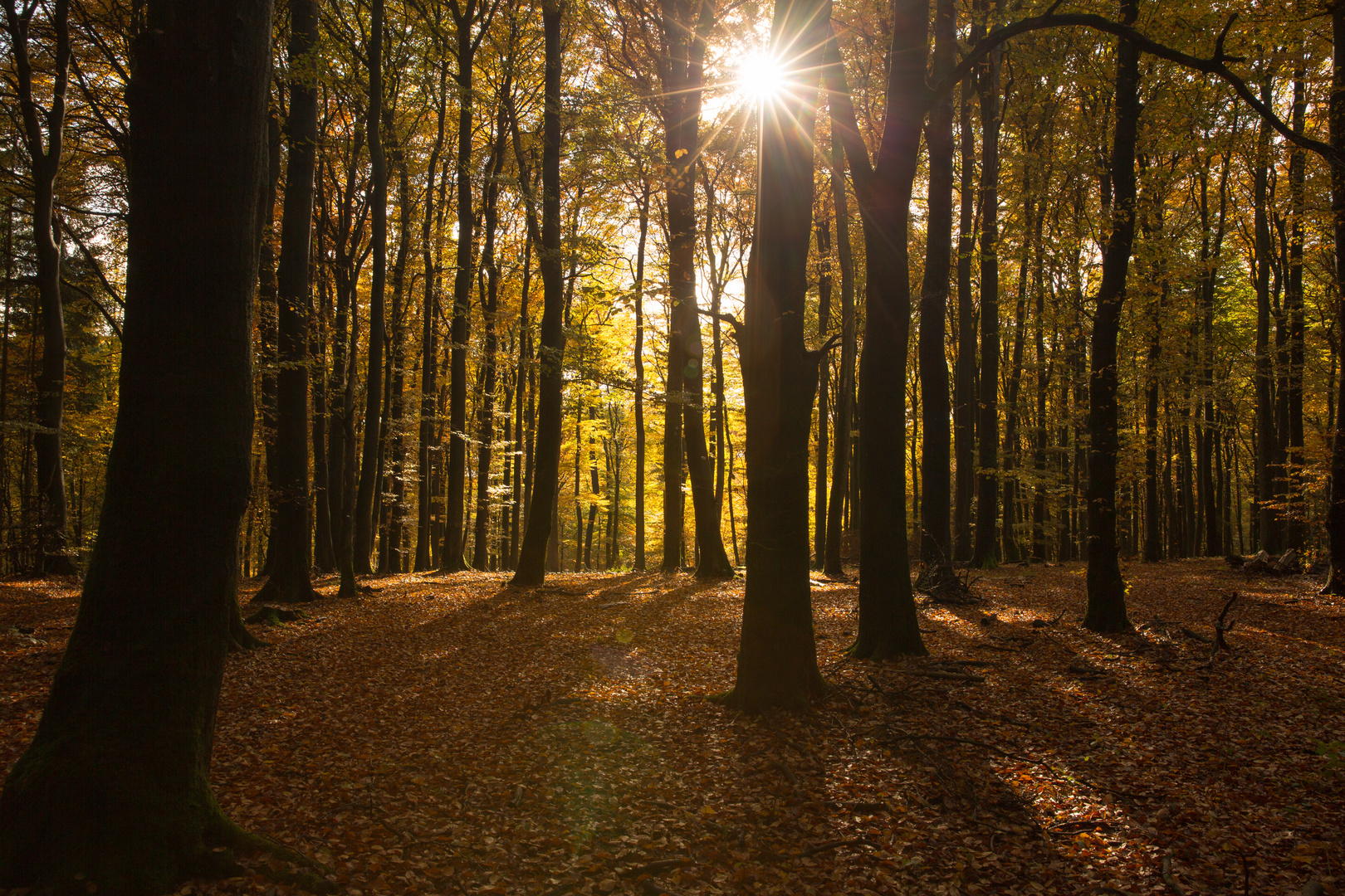 Herbstwald im Gegenlicht