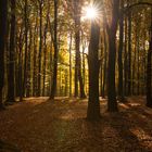 Herbstwald im Gegenlicht