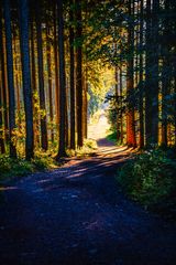 Herbstwald im Gegenlicht