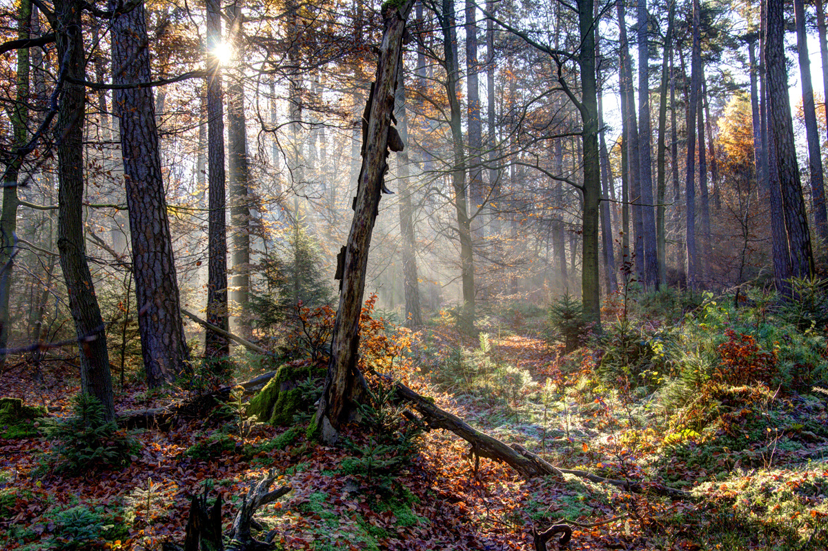 Herbstwald im Gegenlicht