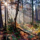 Herbstwald im Gegenlicht