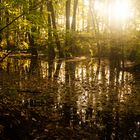 Herbstwald im Gegenlicht