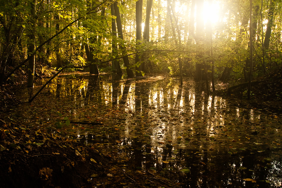 Herbstwald im Gegenlicht