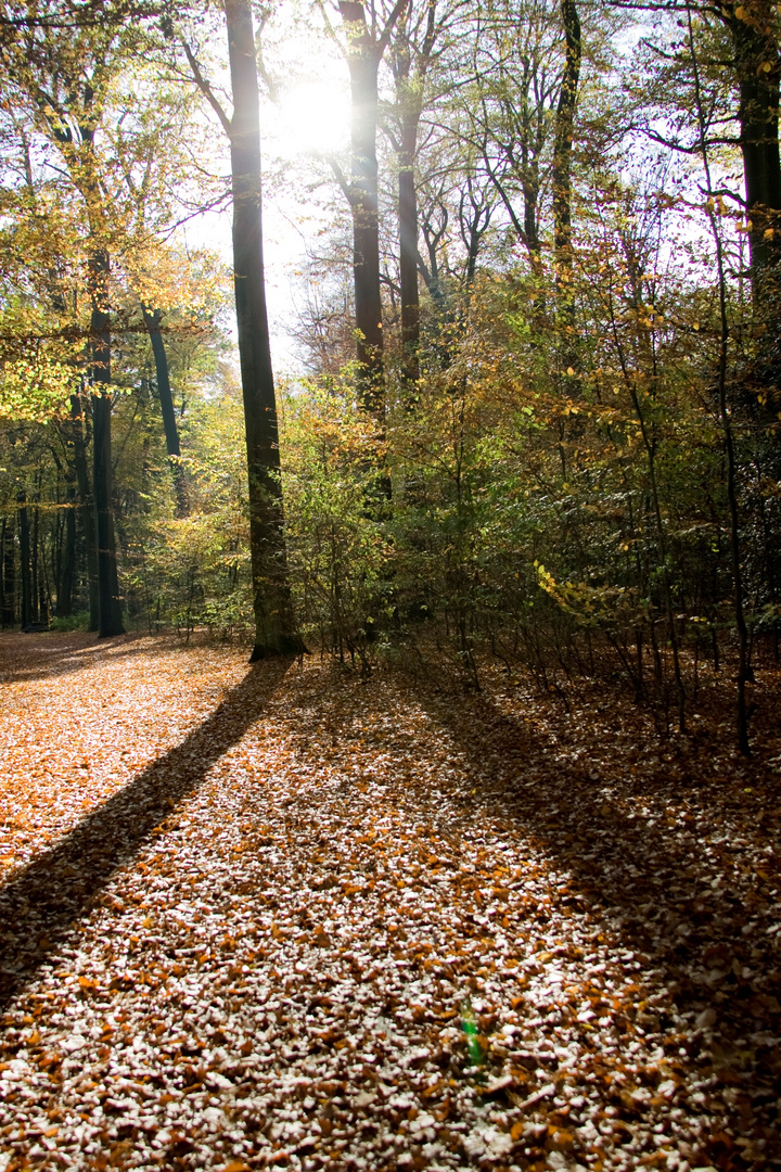 Herbstwald im Gegenlicht