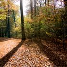 Herbstwald im Gegenlicht