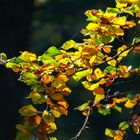 Herbstwald im Gegenlicht