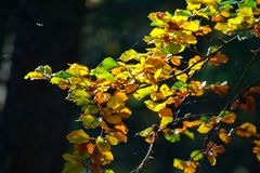 Herbstwald im Gegenlicht