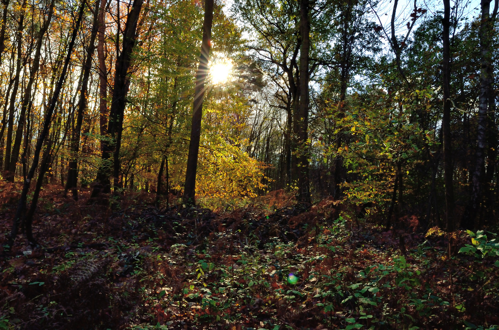 Herbstwald im Gegenlicht