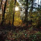 Herbstwald im Gegenlicht