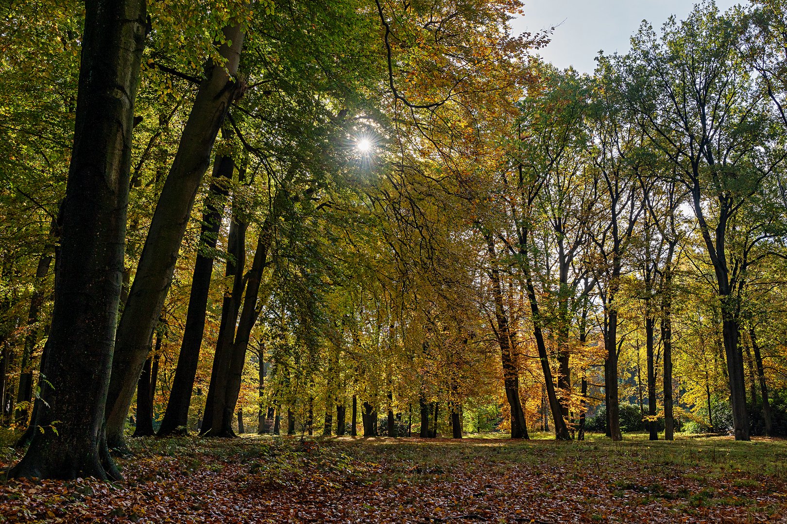 Herbstwald im Gegenlicht