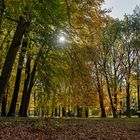 Herbstwald im Gegenlicht