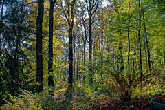 Herbstwald im Gegenlicht