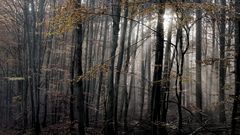 Herbstwald im Gegenlicht