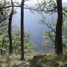 Herbstwald im Harz