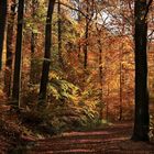Herbstwald im Hellefelder Bachtal, Naturpark Arnsberger Wald