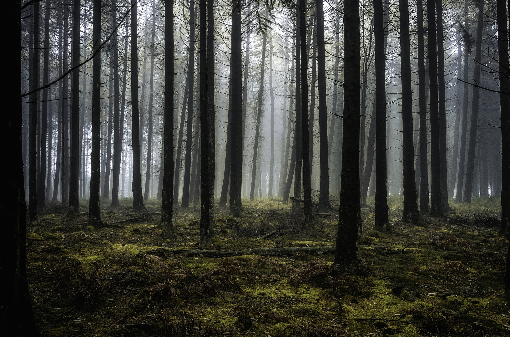 Herbstwald (im Hohen Venn)