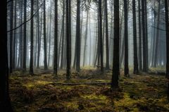 Herbstwald (im Hohen Venn)