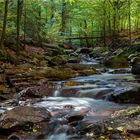 Herbstwald im Ilsetal