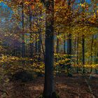 Herbstwald im letzten Sonnenlicht