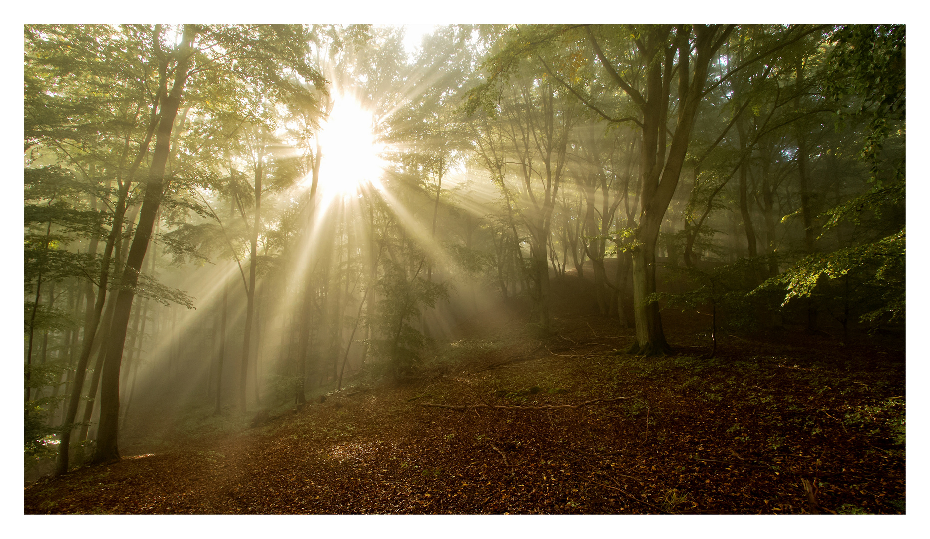 Herbstwald im Licht