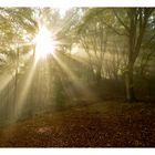 Herbstwald im Licht