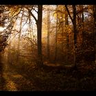 Herbstwald im Morgenlicht