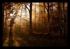 Herbstwald im Morgenlicht