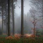 Herbstwald im Morgennebel