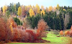 Herbstwald im Naturpark Saar-Hunsrück...