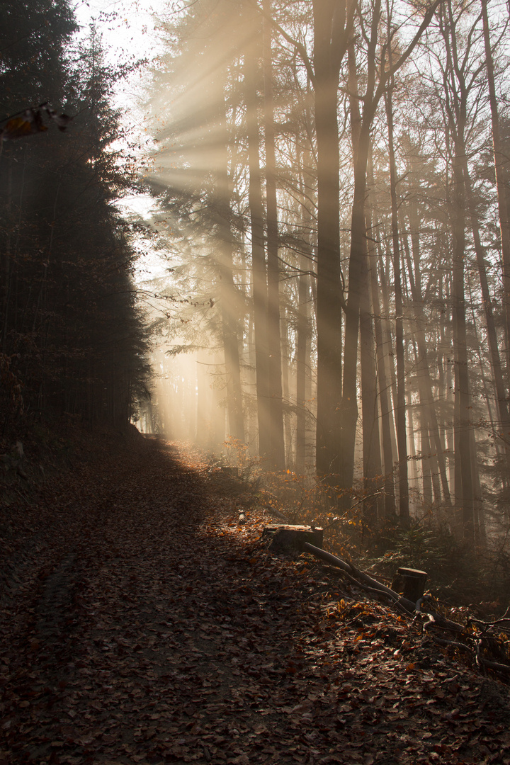 Herbstwald im Nebel