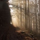 Herbstwald im Nebel