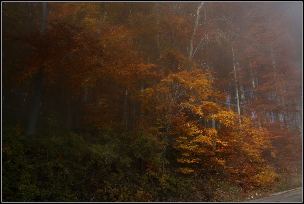 Herbstwald im Nebel 1