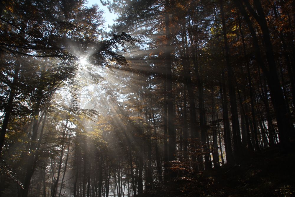 Herbstwald im Nebel 2