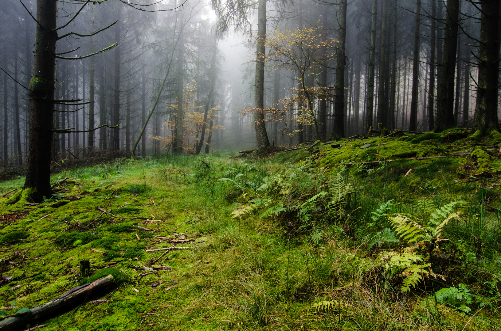 Herbstwald im Nebel