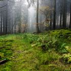 Herbstwald im Nebel