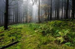 Herbstwald im Nebel