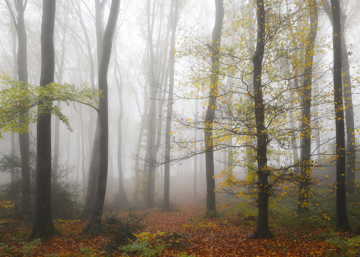 Herbstwald im Nebel