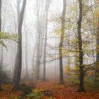 Herbstwald im Nebel