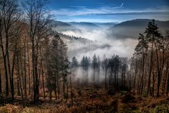 Herbstwald im Nebel 