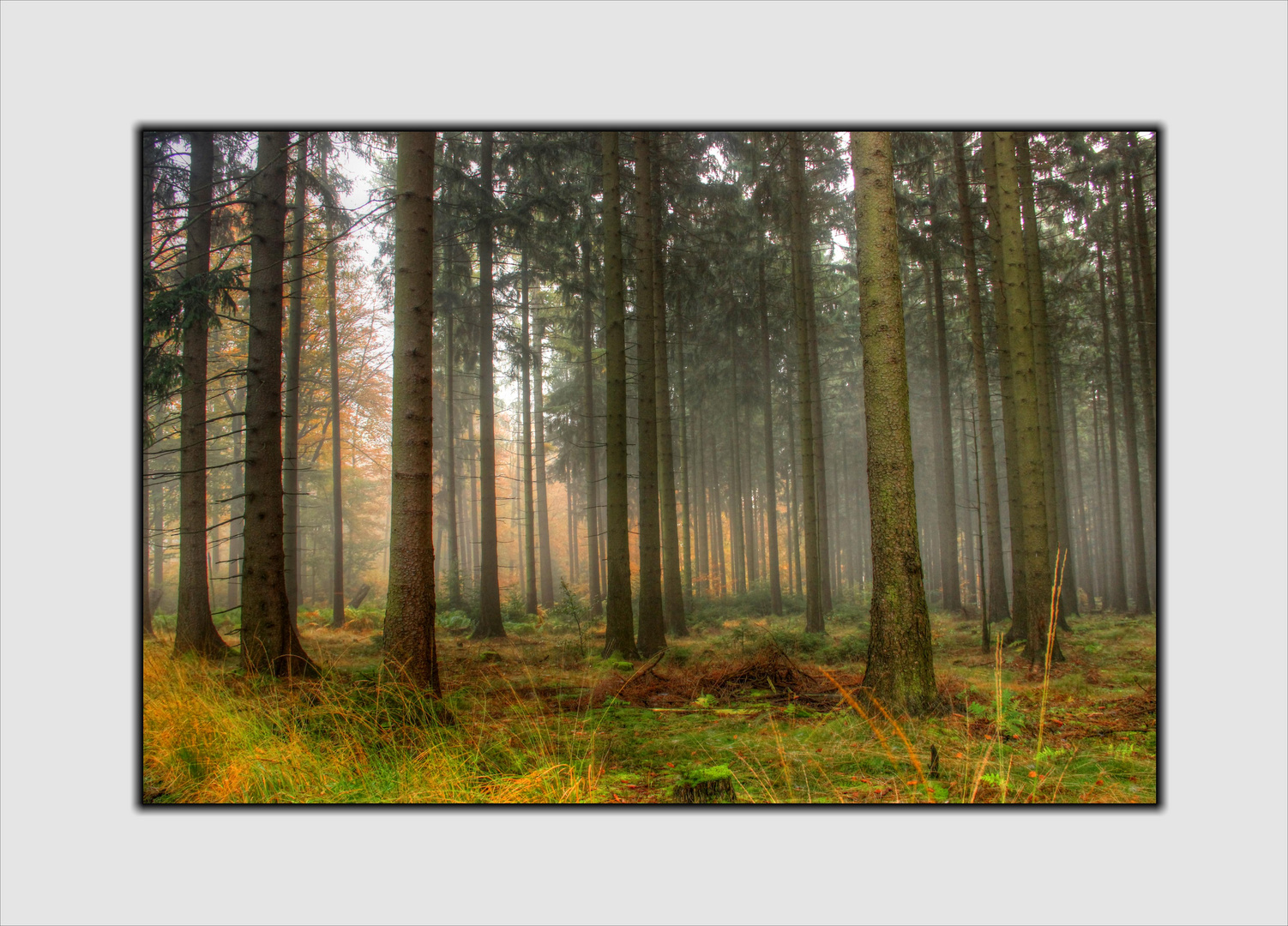 ~ Herbstwald im Nebel ~