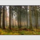 ~ Herbstwald im Nebel ~