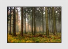 ~ Herbstwald im Nebel ~